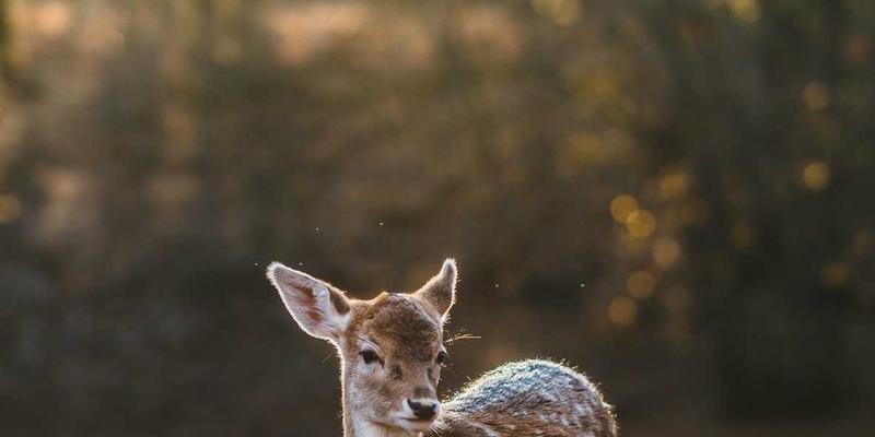 网络即服务（NaaS）商业模式解析：如何用编程思维与复古科技工具重构企业网络消费